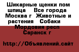 Шикарные щенки пом шпица  - Все города, Москва г. Животные и растения » Собаки   . Мордовия респ.,Саранск г.